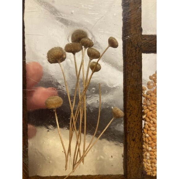 Vintage Dried Flower & Seeds Lucite Resin Trivet Hanging Art COLORFLO 1970s - Picture 4 of 9